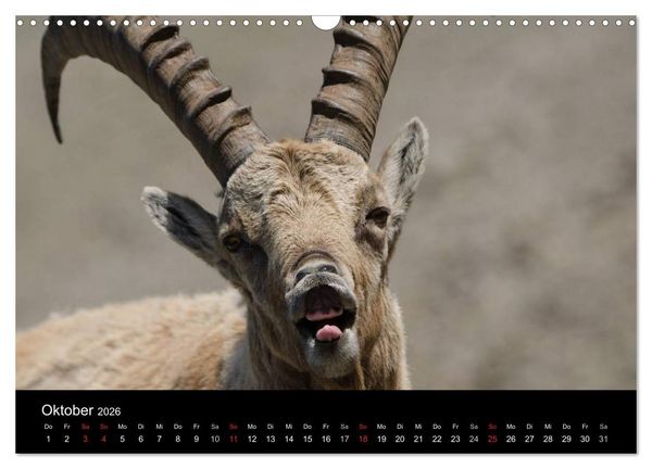 Produktbild: Steinwild in den Schweizer Voralpen (Wandkalender 2026 DIN A3 quer), CALVENDO Monatskalender