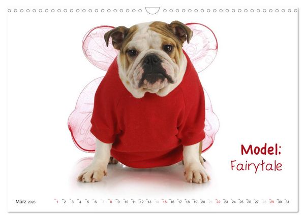 Produktbild: English Bulldog XXL Models (Wandkalender 2026 DIN A3 quer), CALVENDO Monatskalender