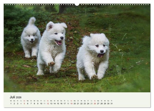 Produktbild: Kleine Samojeden - Eisb&auml;rchen Abenteuer im M&auml;rchenwald (hochwertiger Premium Wandkalender 2026 DIN A2 quer), Kunstdruck in Hochglanz