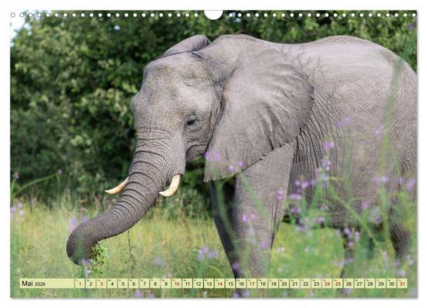 Produktbild: Wildes Okavangodelta (Wandkalender 2026 DIN A3 quer), CALVENDO Monatskalender