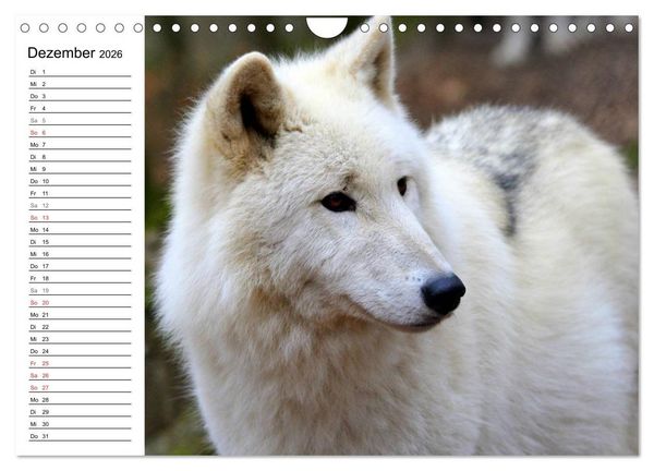 Produktbild: Im Rudel Zuhause - Der Wolf (Wandkalender 2026 DIN A4 quer), CALVENDO Monatskalender