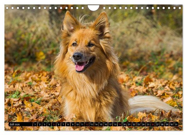 Produktbild: Altdeutsche H&uuml;tehunde - Fast vergessen (Wandkalender 2026 DIN A4 quer), CALVENDO Monatskalender