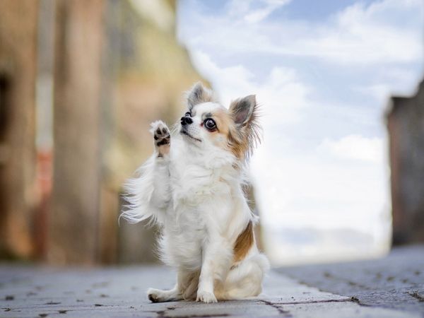 Produktbild: Paul (Chihuahua) (Puzzle)