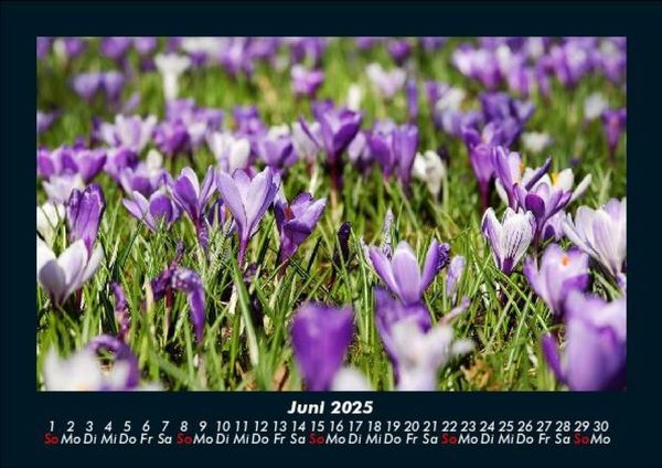 Produktbild: Blumenzauber 2025 Fotokalender DIN A5