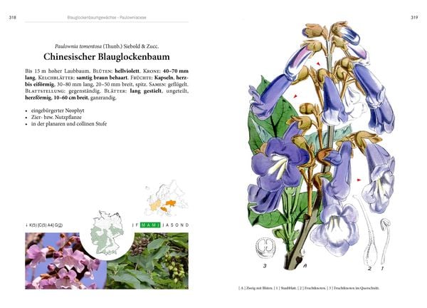 Produktbild: B&auml;ume