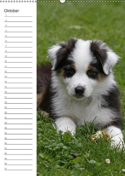 Produktbild: Der Aussie - Geburtstagskalender (Wandkalender immerw&auml;hrend DIN A2 hoch)