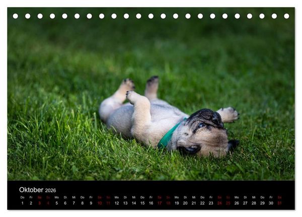 Produktbild: Mopswelpen (Tischkalender 2026 DIN A5 quer), CALVENDO Monatskalender