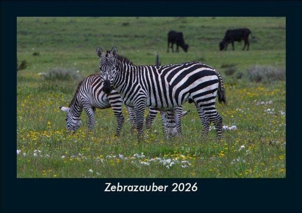 Zebrazauber 2026 Fotokalender DIN A5