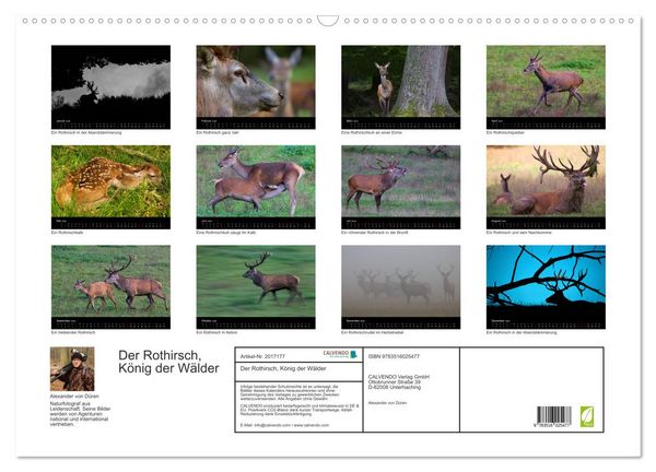 Produktbild: Der Rothirsch, K&ouml;nig der W&auml;lder (Wandkalender 2026 DIN A2 quer), CALVENDO Monatskalender