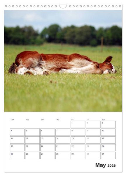 Produktbild: Shire Horses The Gentle Giants (Wall Calendar 2026 DIN A3 portrait), CALVENDO 12 Month Wall Calendar