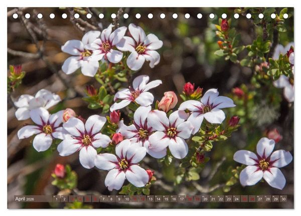 Produktbild: Fynbos - Die einzigartige Flora S&uuml;dafrikas (Tischkalender 2026 DIN A5 quer), CALVENDO Monatskalender