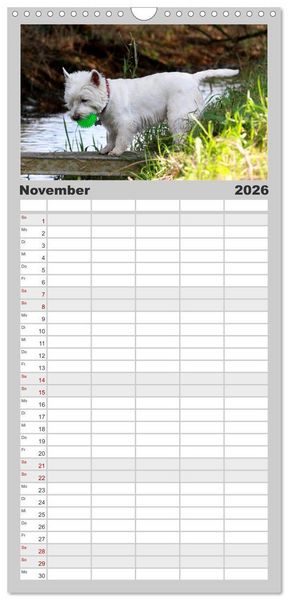 Produktbild: Familienplaner 2026 - West Highland White Terrier - Selbstbewustes Powerpaket - der Westie mit 5 Spalten (Wandkalender, 21 x 45 cm) CALVENDO