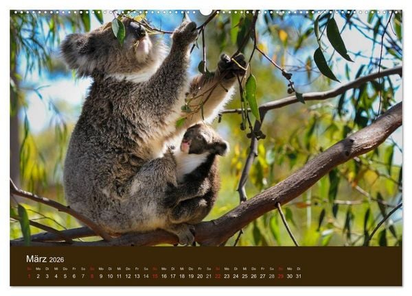 Produktbild: Beuteltiere Australiens (hochwertiger Premium Wandkalender 2026 DIN A2 quer), Kunstdruck in Hochglanz