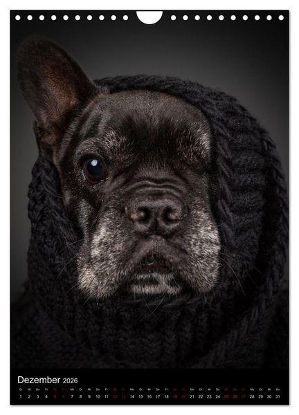Produktbild: Bullyzauber - Franz&ouml;sische Bulldoggen (Wandkalender 2026 DIN A4 hoch), CALVENDO Monatskalender