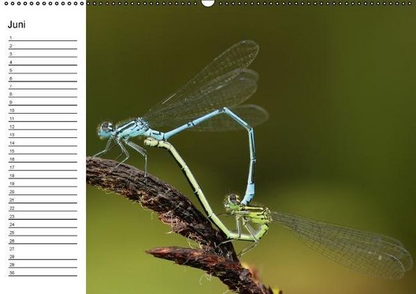 Produktbild: Libellen Geburtstagskalender (Wandkalender immerw&auml;hrend DIN A2 quer)