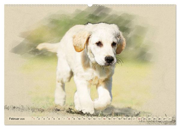 Produktbild: Golden Retriever 2026 (Wandkalender 2026 DIN A2 quer), CALVENDO Monatskalender