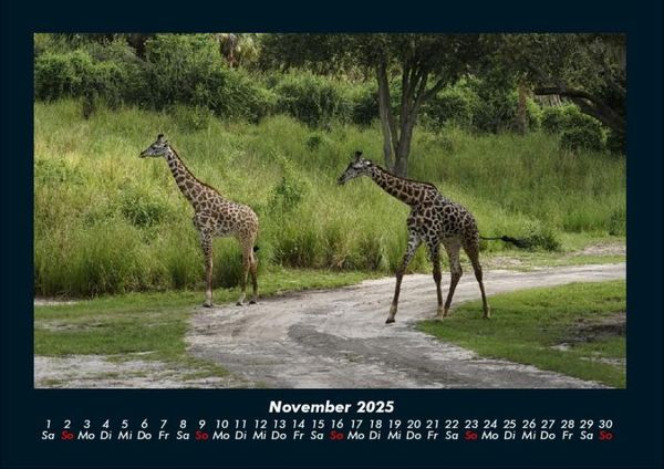 Produktbild: Welt der Tiere 2025 Fotokalender DIN A4