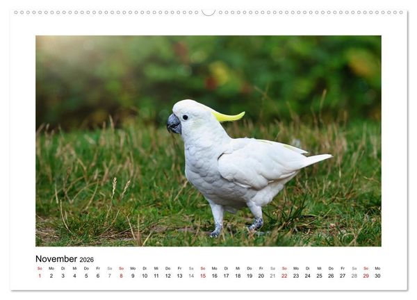 Produktbild: Zauberhaft und farbenfroh (hochwertiger Premium Wandkalender 2026 DIN A2 quer), Kunstdruck in Hochglanz