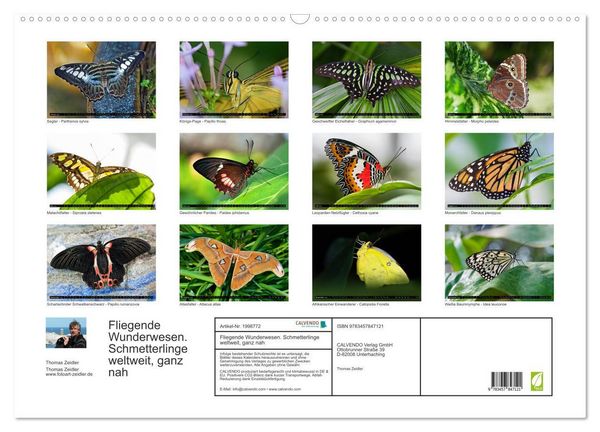 Produktbild: Fliegende Wunderwesen. Schmetterlinge weltweit, ganz nah (Wandkalender 2026 DIN A2 quer), CALVENDO Monatskalender