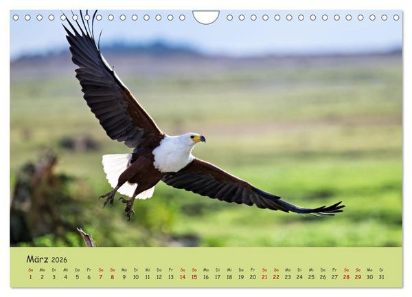 Produktbild: Gefiederte Sch&ouml;nheiten Ostafrikas (Wandkalender 2026 DIN A4 quer), CALVENDO Monatskalender
