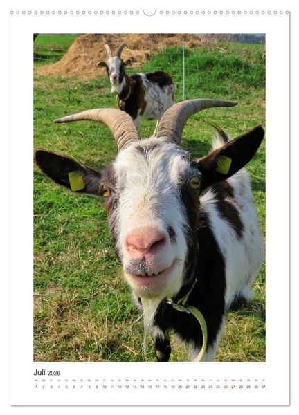 Produktbild: Ziegenportraits (hochwertiger Premium Wandkalender 2026 DIN A2 hoch), Kunstdruck in Hochglanz