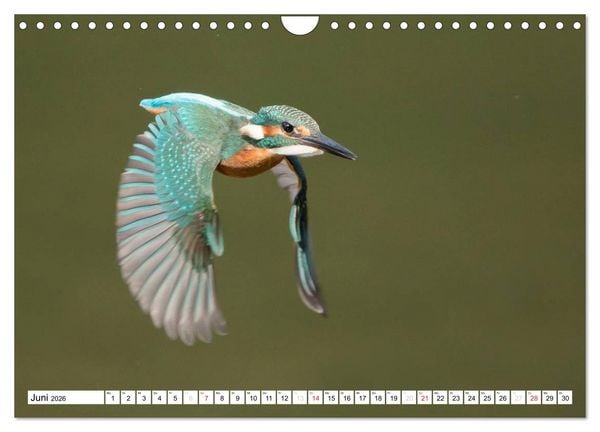Produktbild: Faszination Eisvogel (Wandkalender 2026 DIN A4 quer), CALVENDO Monatskalender