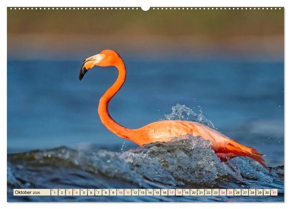 Produktbild: Flamingos - elegante Sch&ouml;nheiten (Wandkalender 2026 DIN A2 quer), CALVENDO Monatskalender