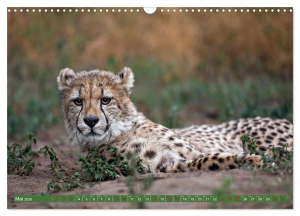 Produktbild: Afrikas Tierwelt - Geparde (Wandkalender 2026 DIN A3 quer), CALVENDO Monatskalender