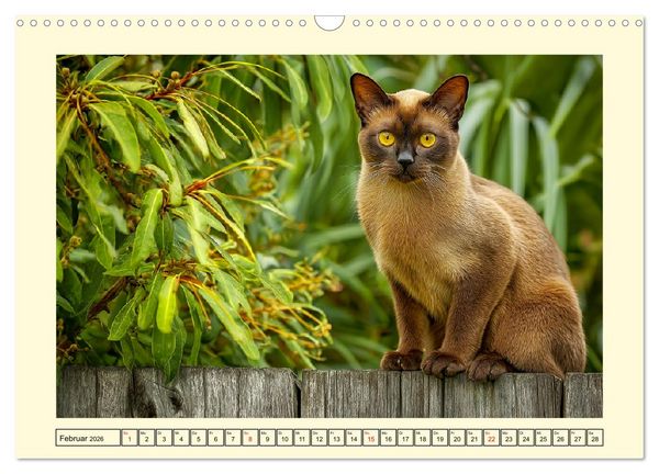 Produktbild: Burma-Katzen. Ausstrahlung und Anmut der faszinierenden Samtpfoten (Wandkalender 2026 DIN A3 quer), CALVENDO Monatskalender