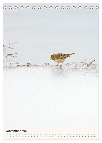 Produktbild: Vogelwelt der Schweiz (Tischkalender 2026 DIN A5 hoch), CALVENDO Monatskalender
