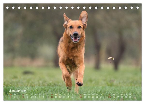 Produktbild: Fr&ouml;hliche Hunde (Tischkalender 2026 DIN A5 quer), CALVENDO Monatskalender