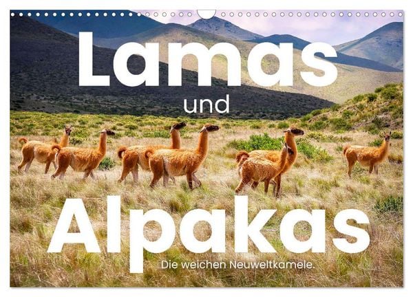 Produktbild: Lamas und Alpakas - Die weichen Neuweltkamele. (Wandkalender 2026 DIN A3 quer), CALVENDO Monatskalender