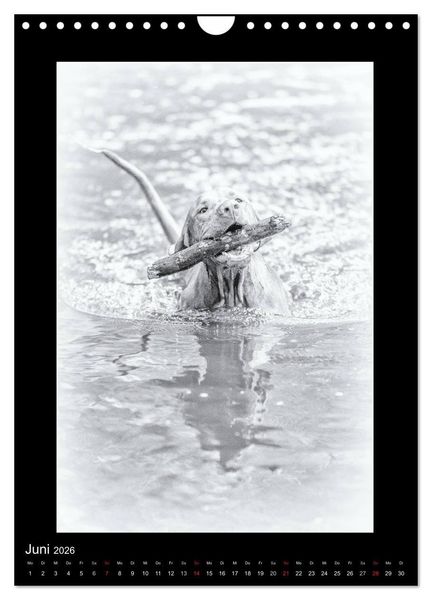 Produktbild: Vizsla-Liebe (Wandkalender 2026 DIN A4 hoch), CALVENDO Monatskalender