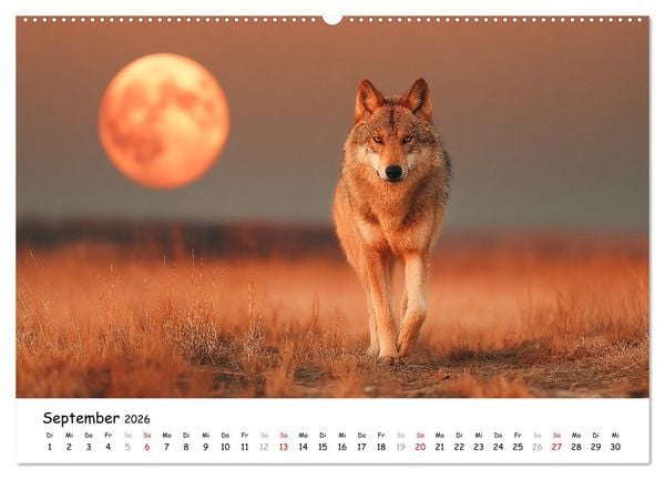 Produktbild: W&ouml;lfe im Mondlicht - Ruf der Wildnis (hochwertiger Premium Wandkalender 2026 DIN A2 quer), Kunstdruck in Hochglanz