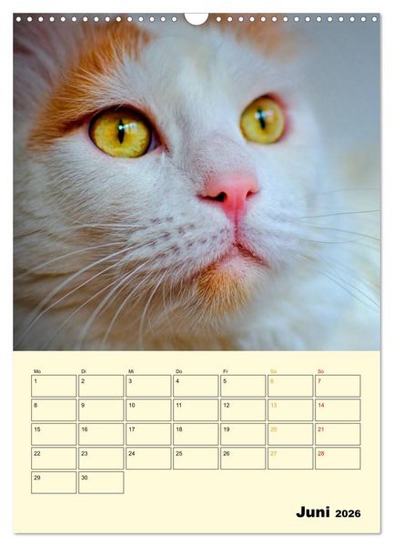 Produktbild: K&auml;tzchen - Theater (Wandkalender 2026 DIN A3 hoch), CALVENDO Monatskalender