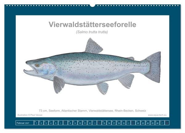 Produktbild: Fisch als Kunst 2027: Seeforellen (Wandkalender 2027 DIN A2 quer), CALVENDO Monatskalender