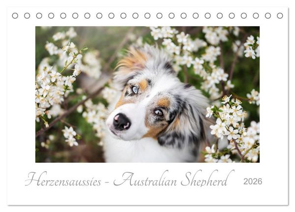 Produktbild: Herzensaussies - Australian Shepherd (Tischkalender 2026 DIN A5 quer), CALVENDO Monatskalender
