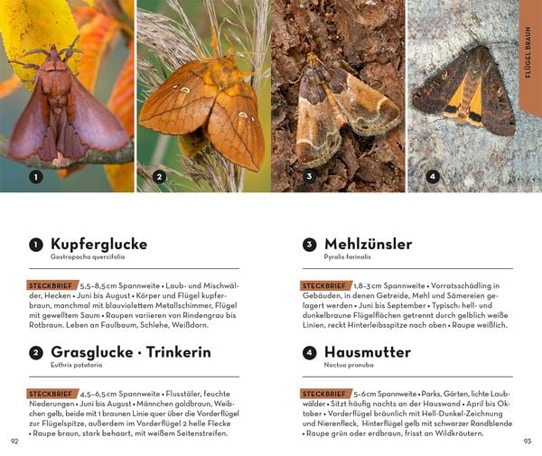 Produktbild: Basic Schmetterlinge