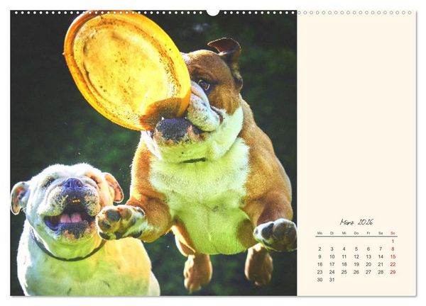 Produktbild: Dicke Freunde. Englische Bulldoggen (Wandkalender 2026 DIN A2 quer), CALVENDO Monatskalender