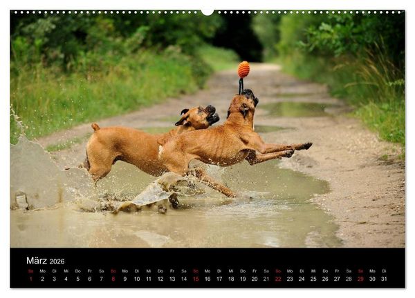 Produktbild: Boxer ? Was sonst ! (hochwertiger Premium Wandkalender 2026 DIN A2 quer), Kunstdruck in Hochglanz