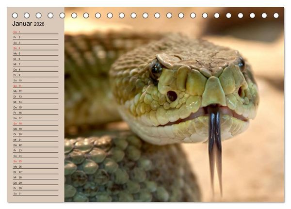 Produktbild: Giftschlangen (Tischkalender 2026 DIN A5 quer), CALVENDO Monatskalender