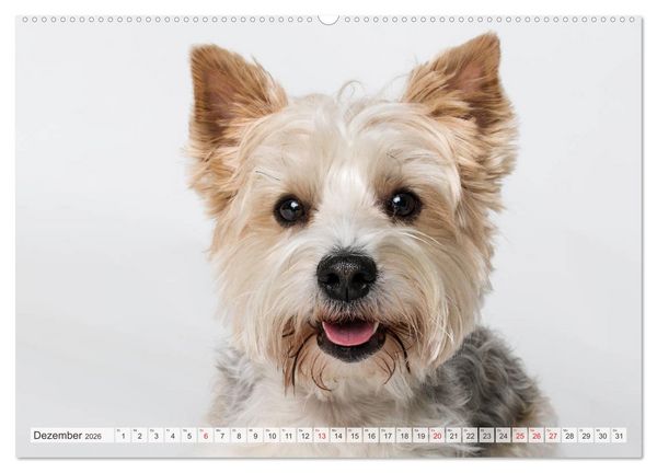 Produktbild: Kleine Hunde - Gro&szlig;e Blicke (Wandkalender 2026 DIN A2 quer), CALVENDO Monatskalender