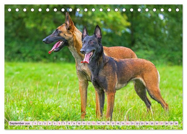 Produktbild: Freund und Besch&uuml;tzer - Der Malinois (Tischkalender 2026 DIN A5 quer), CALVENDO Monatskalender