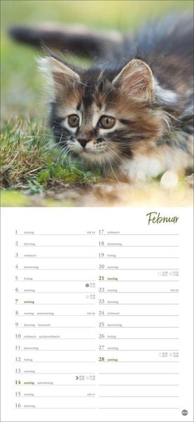 Produktbild: Katzen slim - Auf sanften Pfoten Kalender 2027