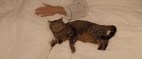 Produktbild: Kater