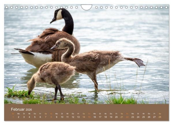 Produktbild: Bezaubernde Tierwelt in freier Natur (Wandkalender 2026 DIN A4 quer), CALVENDO Monatskalender