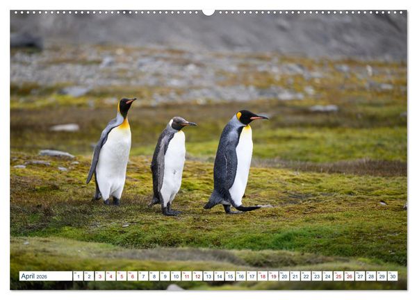 Produktbild: S&uuml;dgeorgien - Abgelegenes Naturparadies (hochwertiger Premium Wandkalender 2026 DIN A2 quer), Kunstdruck in Hochglanz