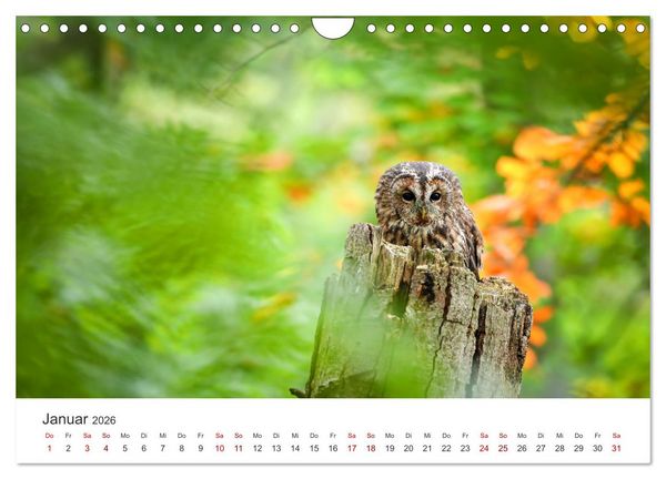 Produktbild: Eulen - Wachsame und geheimnisvolle Augen (Wandkalender 2026 DIN A4 quer), CALVENDO Monatskalender