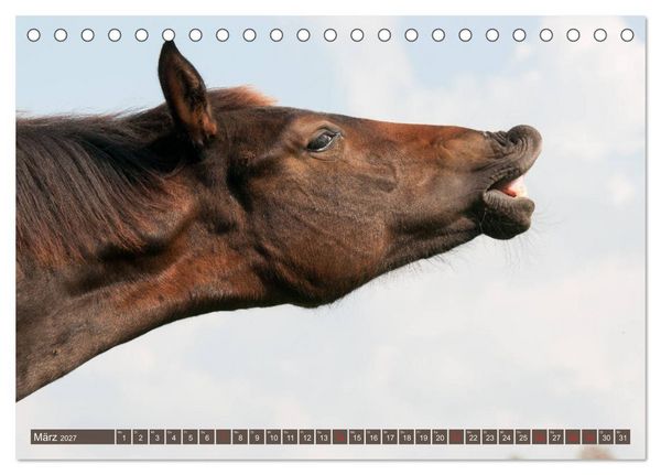 Produktbild: Das Lachen der Pferde - Lustige Gesichter (Tischkalender 2027 DIN A5 quer), CALVENDO Monatskalender