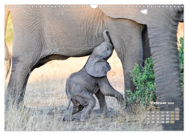 Produktbild: Babyelefanten (Wandkalender 2026 DIN A3 quer), CALVENDO Monatskalender